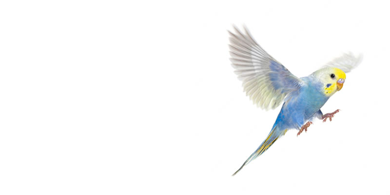 promo-banner-image