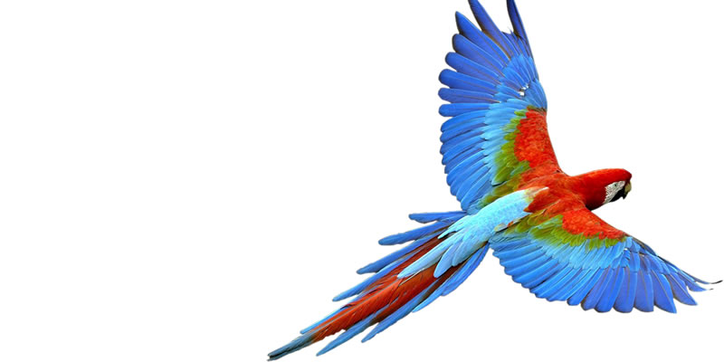 promo-banner-image