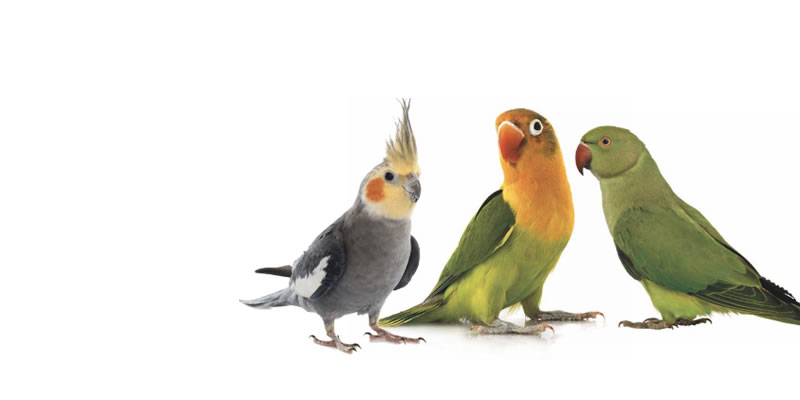 promo-banner-image